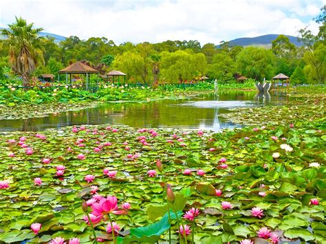 庭院涼亭|Hanks Lotus Garden